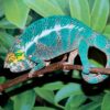 nosy faly panther chameleon for sale, buy nosy faly panther chameleons
