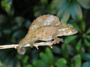 Crested Chameleon (Chamaeleo (Trioceros) cristatus)