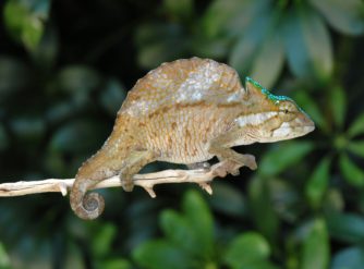 Crested Chameleon 
