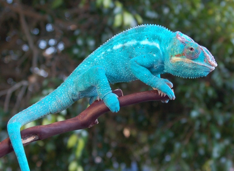 Nosy Be Panther Chameleons for Sale (Patton Bloodline) Nosy Be Panther