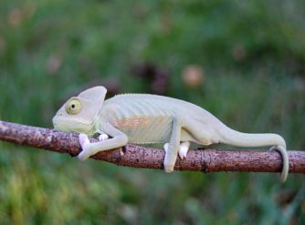 Translucent Veiled Chameleon Image, Veiled Chameleons for sale, buy veiled chameleons, veiled chameleon breeders