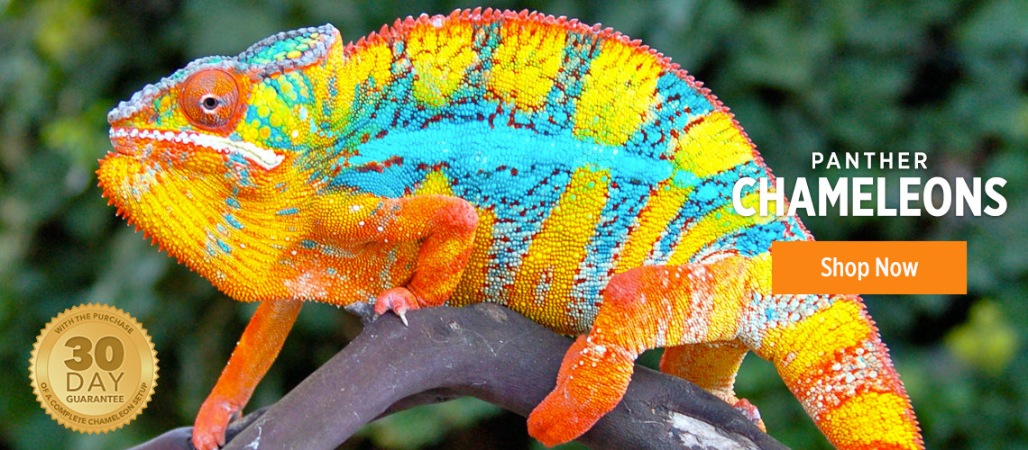 chameleons-for-sale-veiled-chameleons-for-sale-panther-chameleons-for