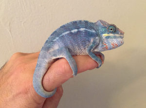 blue nosy be panther chameleon for sale, blue panther chameleon, buy panther chameleons online, nosy be , panther chameleons for sale