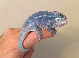 blue nosy be panther chameleon for sale, blue panther chameleon, buy panther chameleons online, nosy be , panther chameleons for sale