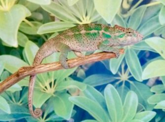 panther chameleon for sale, nosy faly panther chameleon, buy panther chameleon