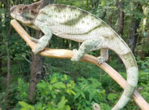 Parson’s Chameleon For Sale Sub Adult Male Holdback