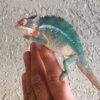 panther chameleons for sale, buy Panther chameleons, panther chameleon pets, panther chameleon pictures
