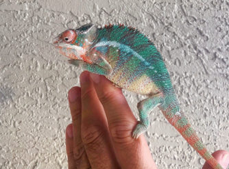 panther chameleons for sale, buy Panther chameleons, panther chameleon pets, panther chameleon pictures