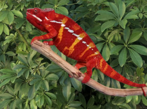 panther chameleons for sale, buy panther chameleons, chameleons for sale, chameleon for sale