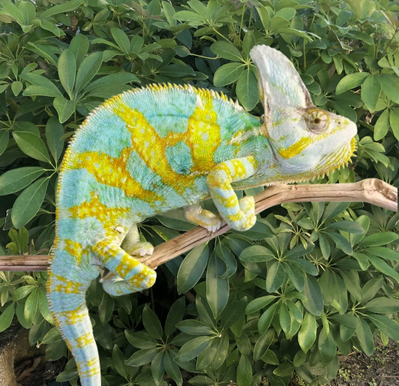 Premium High Color Baby Veiled Chameleon For Sale (Sky Bloodline) | FL