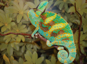 Premium (Spanky Bloodline) Juvenile Veiled Chameleon