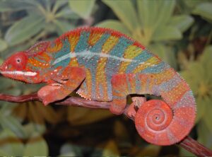 Ambilobe Panther Chameleon (Seethy Bloodline)