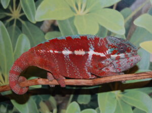 Tamatave Panther Chameleon (Peso Bloodline)